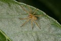 Small Entelegyne Spider in a leaf Royalty Free Stock Photo