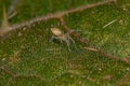 Small Entelegyne Spider Royalty Free Stock Photo