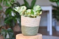 Small \'Epipremnum Aureum Manjula\' pothos houseplant in basket flower pot