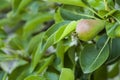 Small espalier pear