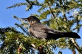 Small Eurasian Blackbird (Turdus merula) perched on a pine tree branch looking aside