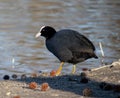 Small Eurasian coot black with red eyes in river