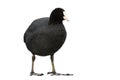 Small eurasian coot standing in nature isolated on white background.