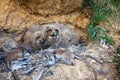 Small eurasian eagle-owl chicks looking from nest in rocky cliff