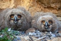 Small eurasian eagle-owl chicks sitting in the nest on the ground in spring