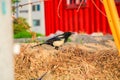 Small Eurasian magpie in the park Royalty Free Stock Photo
