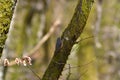 Small Eurasian nuthatch bird perched on a solitary tree branch