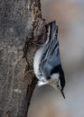 Small Eurasian nuthatch perched atop a branch of a tree