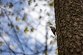 Small Eurasian nuthatch perched on a wooden tree trunk in a forest in a blurred sky background Royalty Free Stock Photo