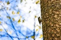 Small Eurasian nuthatch perched on a wooden tree trunk in a forest in a blurred sky background Royalty Free Stock Photo