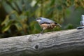 Small Eurasian Nuthatch stands perched atop a wooden post near a wall electrical outlet