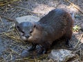 Small Eurasian otter in its natural habitat