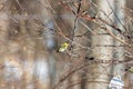 Small Eurasian siskin perched atop a bare tree branch in a wintry landscape