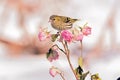 Small eurasian siskin Spinus spinus sits on a rose flower branch with buds.