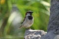 small eurasian tree sparrow in the garden