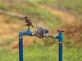 A small Eurasian Tree Sparrow perches on the blue handle of water meter pipe Royalty Free Stock Photo