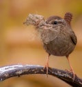 Small Eurasian wren perched on a tree branch with a leaf in its beak