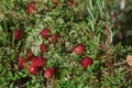 Small european cranberries in the moss