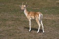 Small European deer on a country safari farm