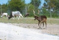 Small European deer on a country safari farm