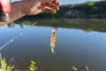 A small european perch caught on bait by the lake, hanging on a hook on a fishing rod, sunny morning.