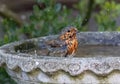 Small European robin bird perched in an old, cement bird bath in an outdoor setting Royalty Free Stock Photo