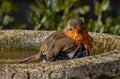 Small European robin bird perched in an old, cement bird bath in an outdoor setting Royalty Free Stock Photo