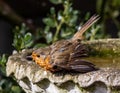 Small European robin bird perched in an old, cement bird bath in an outdoor setting Royalty Free Stock Photo