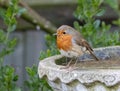 Small European robin bird perched in an old, cement bird bath in an outdoor setting Royalty Free Stock Photo