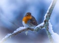 Small European robin perched atop a snowy branch of a snow-covered tree Royalty Free Stock Photo