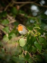 Small European robin sitting on a tree branch surrounded by greenery under sunlight Royalty Free Stock Photo