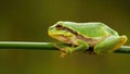 Small european tree frog sitting on green grass blade in summer Royalty Free Stock Photo