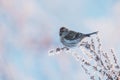 Small European winter migratory bird Common redpoll, Acanthis flammea on a frosty weed branch
