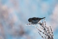 Small European winter migratory bird Common redpoll, Acanthis flammea