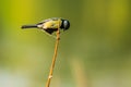 A small european yellow and black songbird, great tit