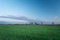 A small evening cloud in the sky and a green field with grain