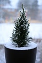 Small Evergreen Tree Covered with Snow in a Pot Outdoors Royalty Free Stock Photo