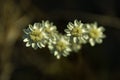 Small Everlasting Flowers Royalty Free Stock Photo