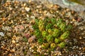 Small Eves needle cactus blooming in rocks in Huascaran National Park Royalty Free Stock Photo