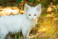 A small and evil fluffy white cat on the hunt follows the prey in a grass shelter Royalty Free Stock Photo