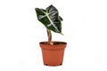 Small exotic `Alocasia Polly` house plant on white background