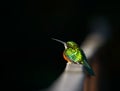 Small exotic bird, Pantanal, Brazil Royalty Free Stock Photo