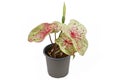 Small exotic `Caladium Miss Muffet` houseplant with pink and green leaves with red dots in pot on white background