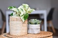 Exotic \'Epipremnum Aureum Manjula\' pothos houseplant in basket flower pot on table with succulent plant