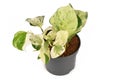 Small exotic `Epipremnum Aureum Manjula` pothos houseplant in flower pot on white background