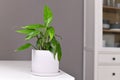 Small exotic `Epipremnum Pinnatum` houseplant with narrow leaves in flower pot on table