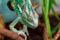 A small exotic green chameleon climbs on tree branches and preys on insects. Animals in the wild