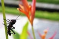 Small exotic insect perched quietly on the stem