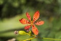 Small exotic looking orange red flower