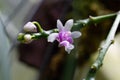 Small exotic orchid